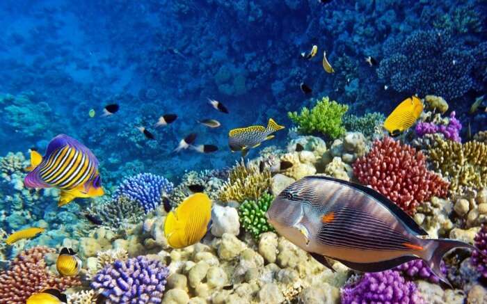 Over 1000 species of fish and 400 types of coral reefs can be found in the Northern Red Sea.