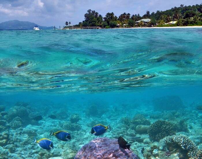 A view of the corals with the Sainte Anne Marine National Park of Seychelles in the backdrop
