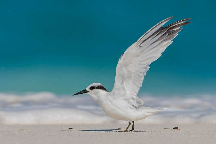 A Saunders Tern at a beach on the Bird Island in Seychelles