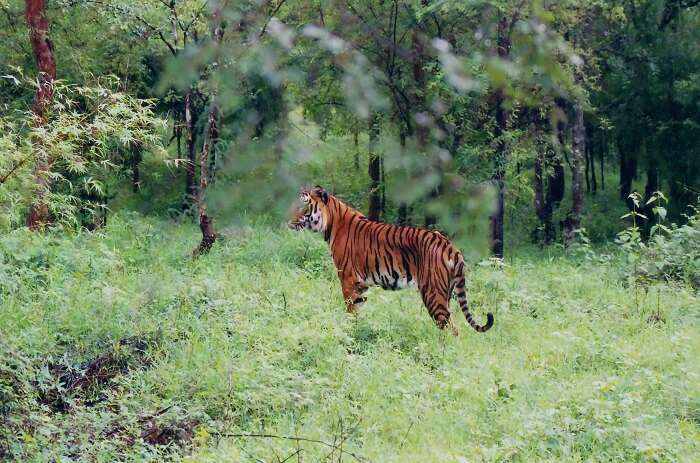 A tiger in the wilds of Shimoga - One of the greenest tourist spots in Karnataka
