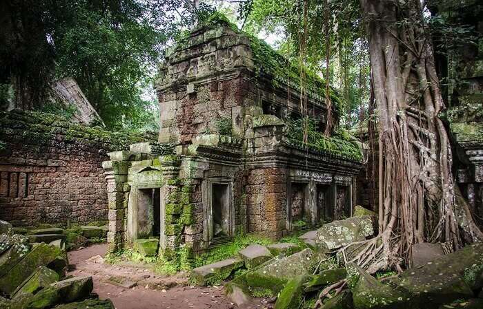 Explore the temple ruins of Ta Prohm in Cambodia, one of the best things to do in Cambodia