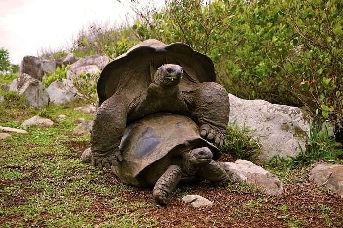 Two tortoises mating at the Aldabra island in Seychelles