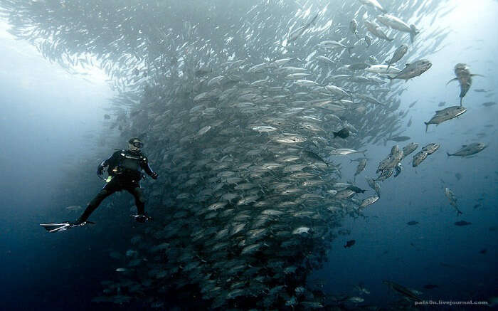 A multitude of different kinds of sharks can be found swimming around in the waters of the Cocos Island