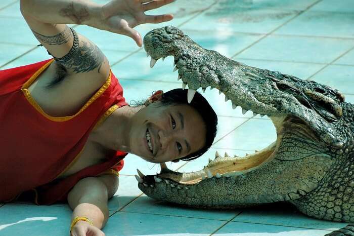 A performer poses with his head inside the mouth of a crocodile in Koh Samui
