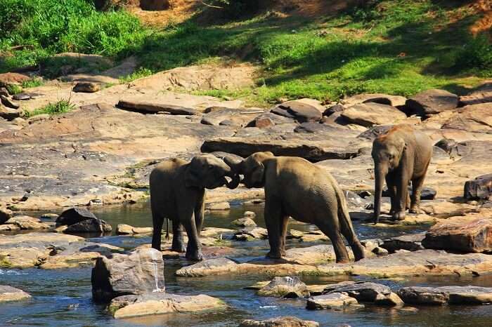 Cute elephants in the orphanage in Sri Lanka