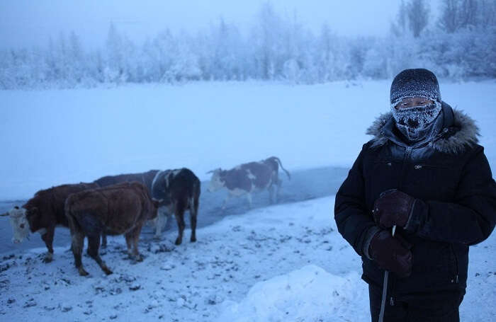 A cow-herder poses with his cows in Oymyakon in winters