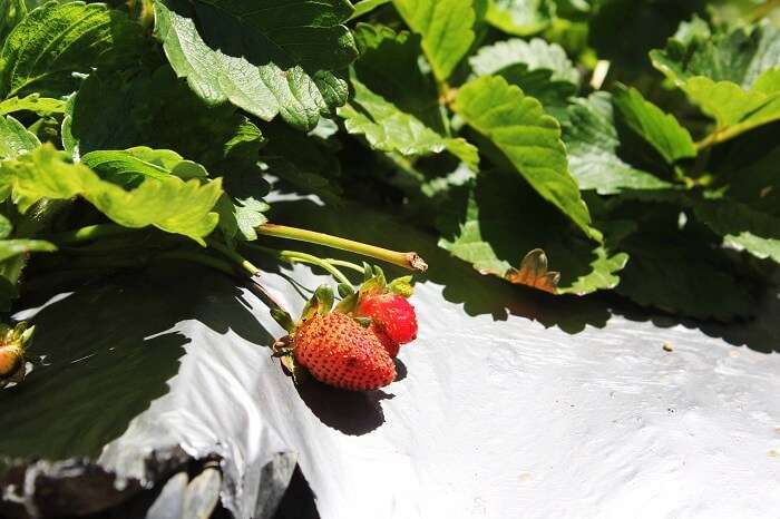 Amazing strawberry farm in Negombo