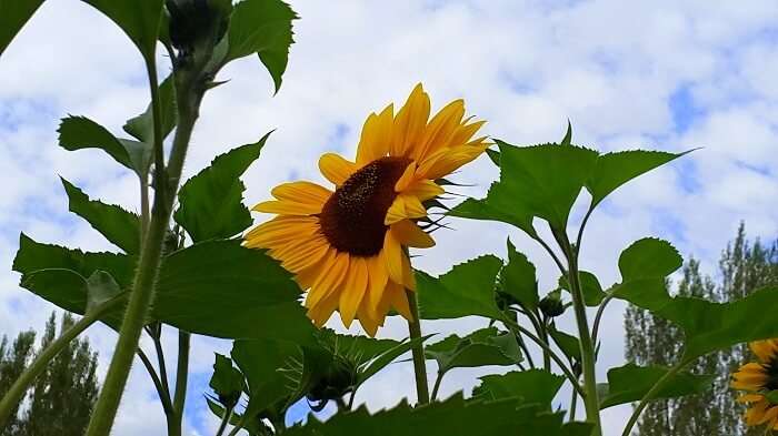 Sunflower in Ladakh