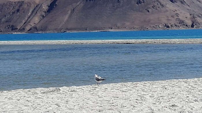 Birds of Leh