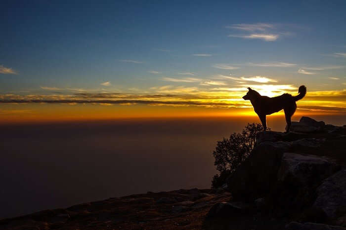 A dog stands on a rock as the sun sets at Triund