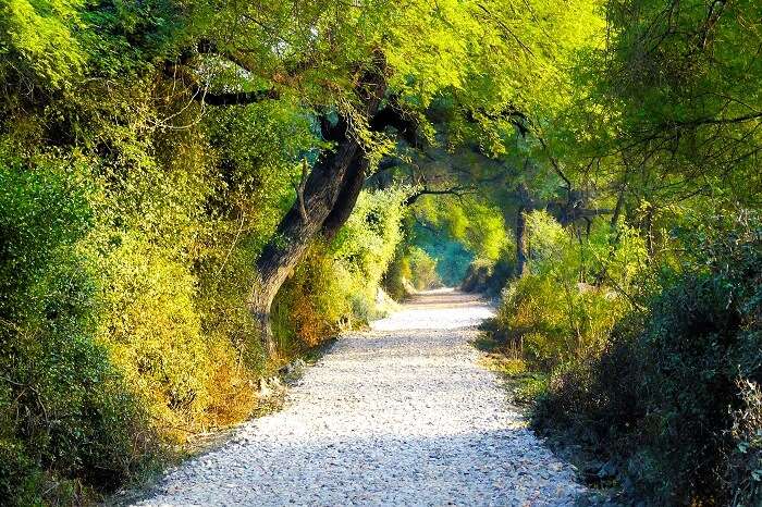A path in the middle of the Bharatpur Bird Sanctuary
