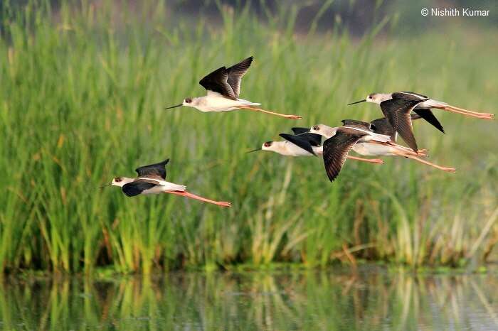 Black Winged Stilts in flight at Nawabganj Bird Sanctuary