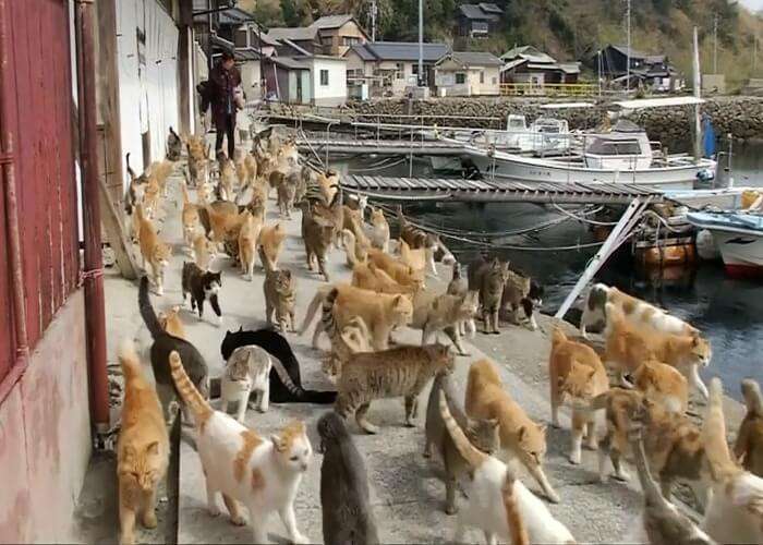 Get ready to spot thousands of cats at this strange place