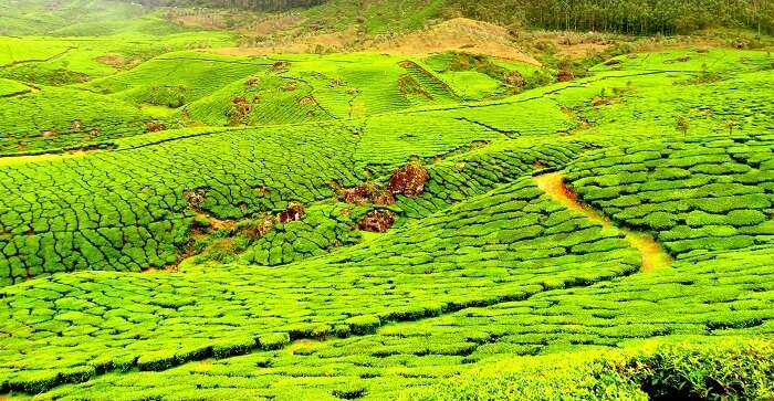 Tea plantation in Kerala