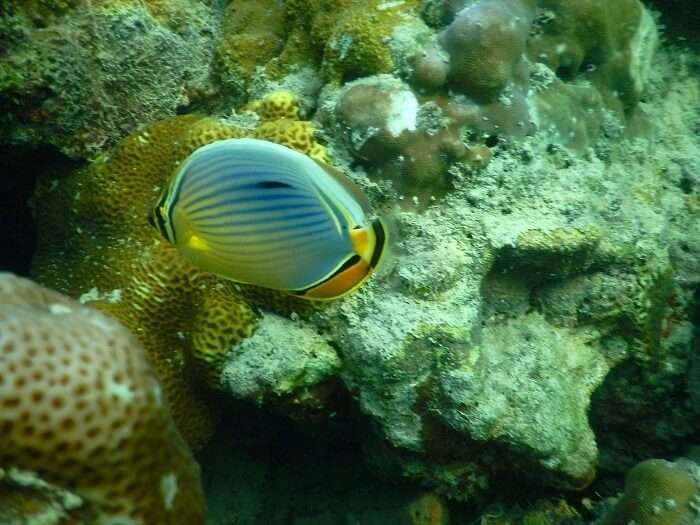Amazing marine life in Andaman