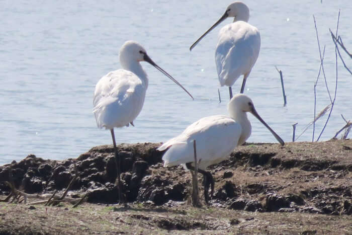 Three Eurasian spoonbills relaxing on the banks of the water body at the Mayani bird sanctuary