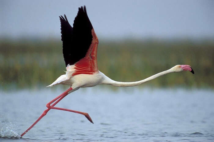 A flamingo ready to dive at the prey at the Nal Sarovar Bird Sanctuary