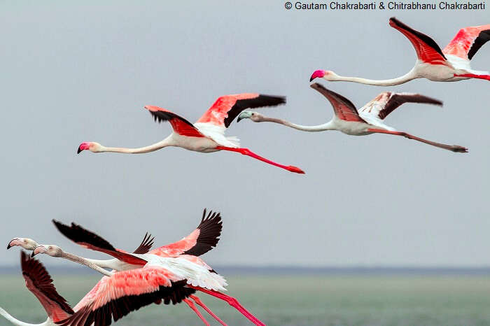 A flock of flamingos flying over the Pulicat lake at the Pulicat Lake Bird Sanctuary in Andhra Pradesh
