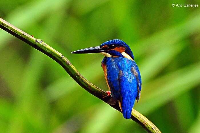 A hummingbird sitting on a tree branch at the Thattekad Bird Sanctuary