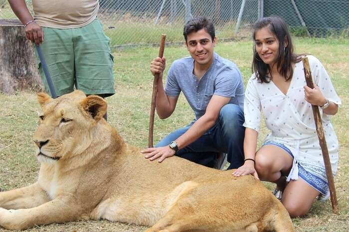 Sumit and his wife doing Interaction with lions in Mauritius
