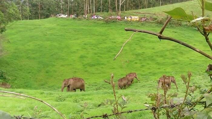 Flocks of elephants at Elephant Junction