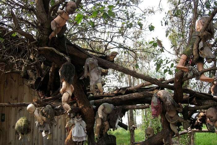 Dolls hanging on the trees of the Island of Dolls in Mexico