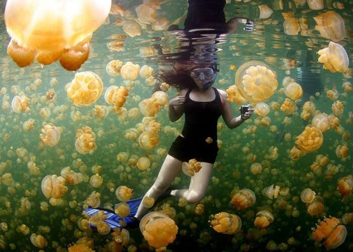 Swim with golden jellyfish swarms