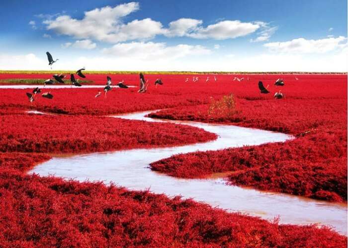 Have a sight of blood red colored beach in China