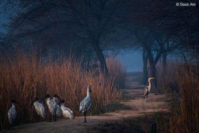 Numerous migratory birds walking through the Sultanpur Bird Sanctuary