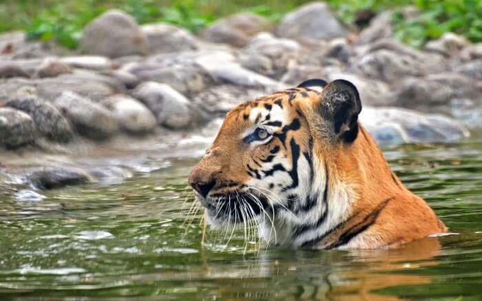 A tiger taking a dip in a waterbody in Sundarbans which is among the best places to visit in India in November
