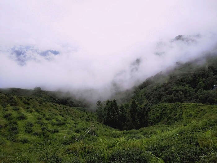 Darjeeling tea gardens