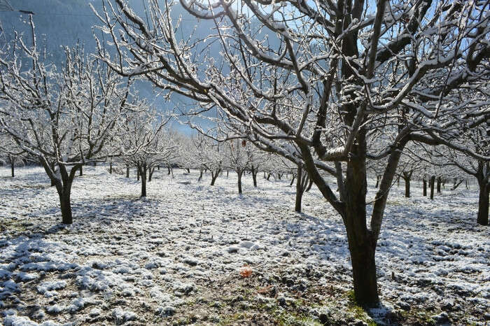 Apple trees in winter in Kullu-Manali valley