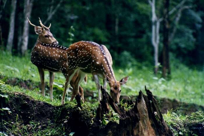 Deers at the famous Neyyar Wildlife Sanctuary
