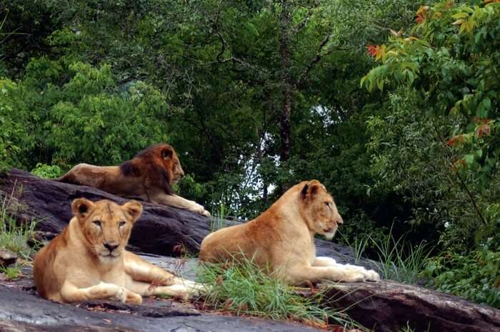 Lions at one of the national parks in Kerala