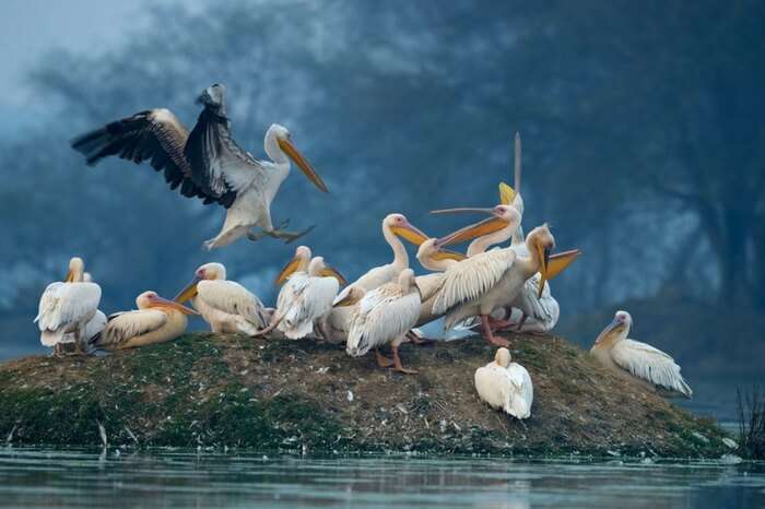 A waterfowl family at Bharatpur Bird Sanctuary