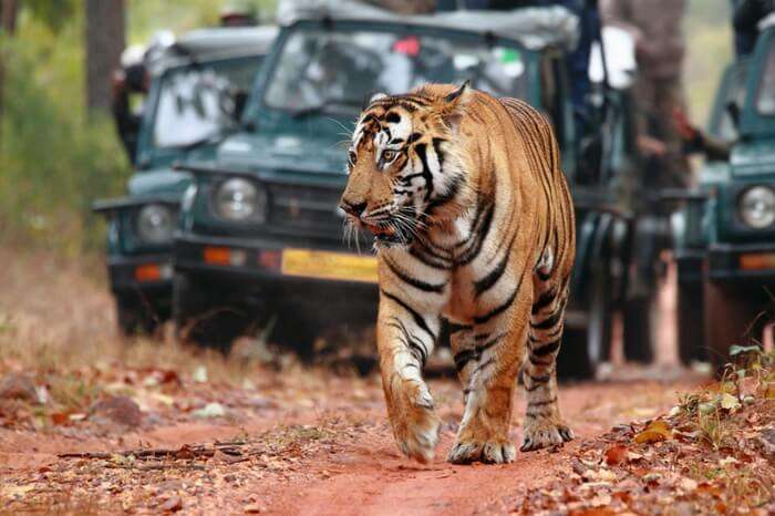 A tiger on the prowl in Ranthambore National Park