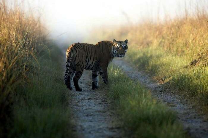 A tiger stares back in Periyar Tiger Reserve