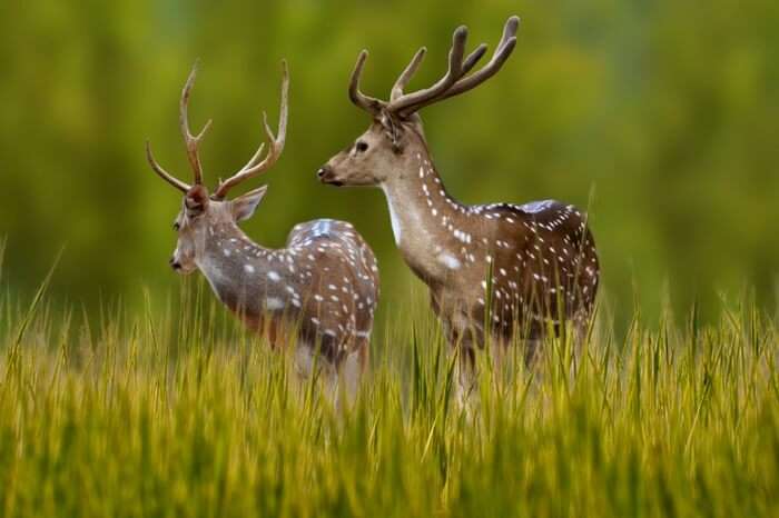 A pair of deer in the Bandhavgarh National Park