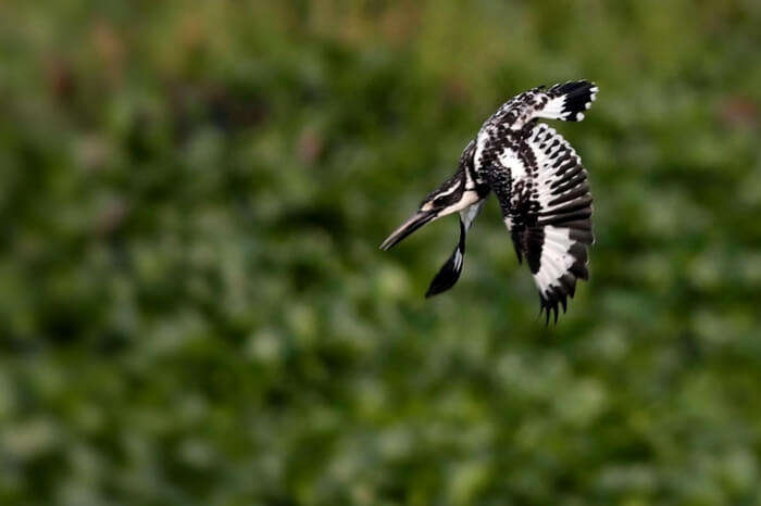 A bird returning to its nest in Manas National Park