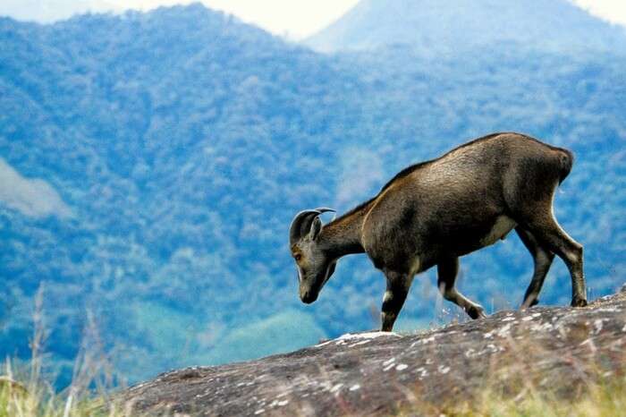 A Nilgiri Tahr Goat at Eravikulam National Park