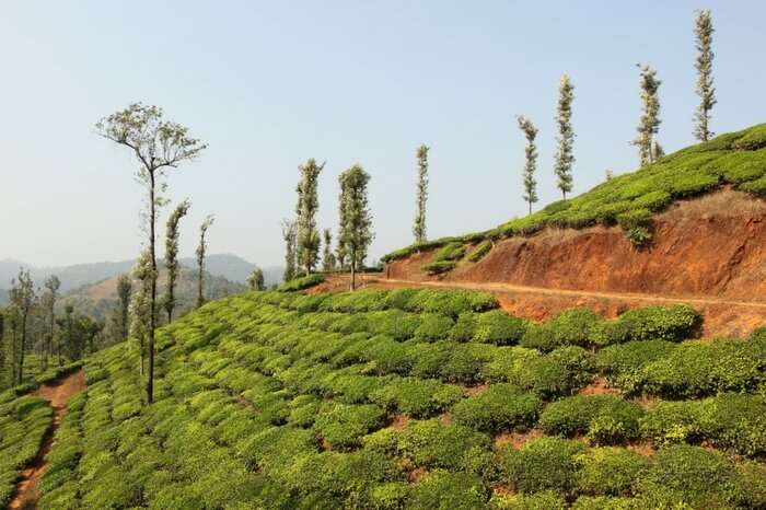 Lush green tea estate in Wayanad