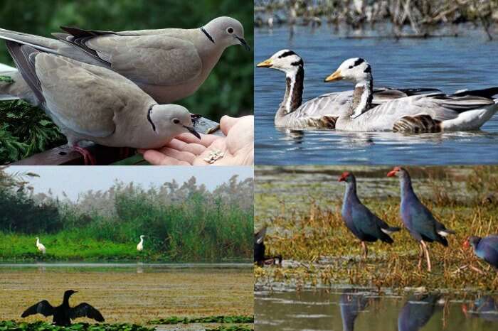 Snaps of the various birds that you find at the Bakhira Bird Sanctuary