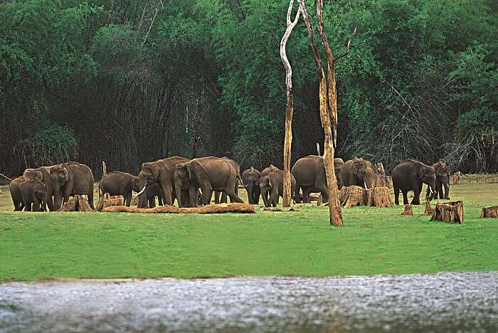 Spot elephants at Eravikulam Park