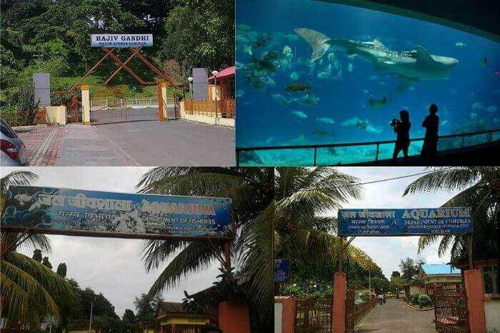 Some of the endemic species of marine life on display at the Fisheries Museum