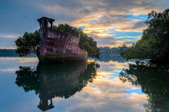 The sprouting mangrove trees through the SS Ayrfield in Sydney