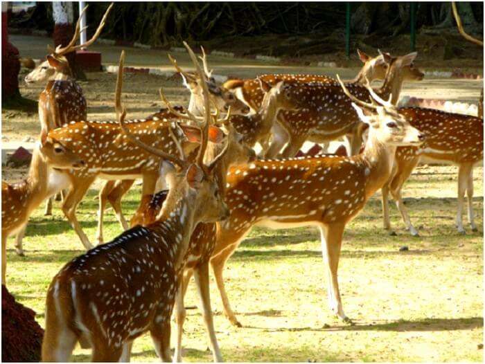 Deers in Andaman islands