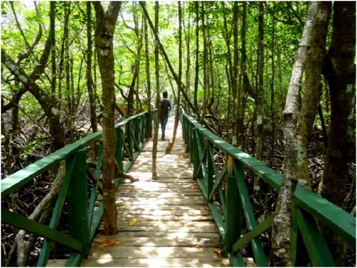 Greenery in Baratang