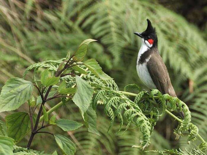 A bird resting at the Mount Harriet National Park