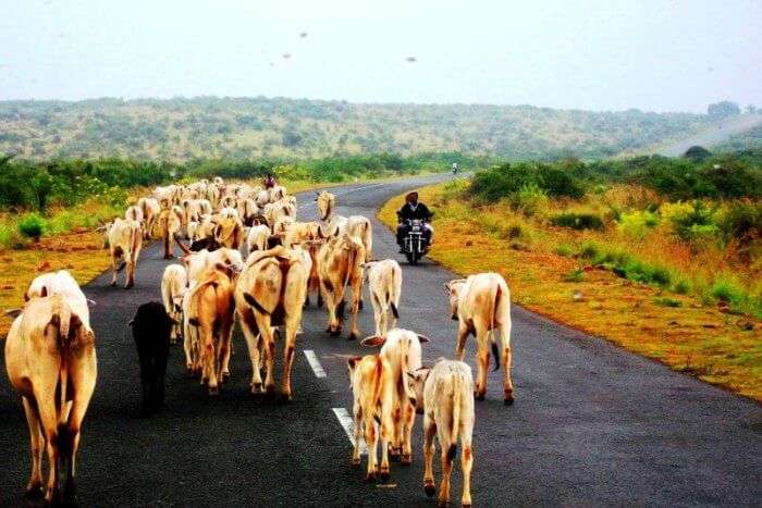 The road to Gandikota with green fields around is perfect for a road trip with friends