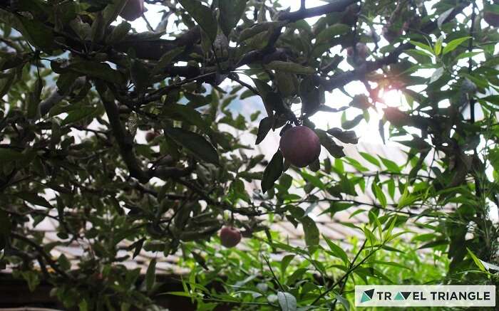 Apple orchids of Himachal